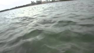 preview picture of video 'Dolphins in Long Key, FL'