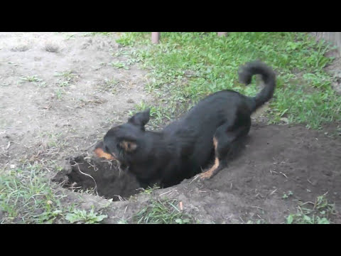 piesek śmiesznie kopie w poszukiwaniu kreta - polowanie na kreta