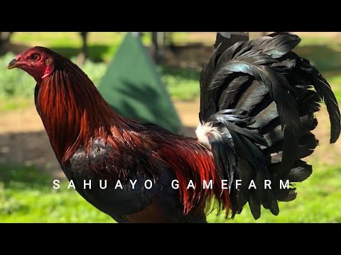 SAHUAYO GAMEFARM || pure panny