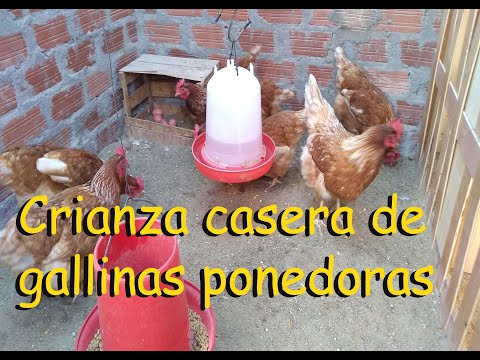 , title : 'como criar gallinas ponedoras hi line de forma casera * gallinas de postura 2021'