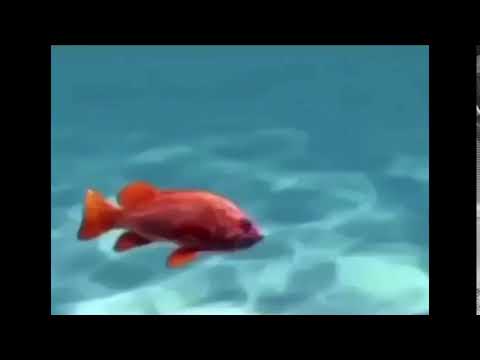 Der gemeine Delfin Folge 2