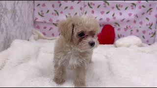 ハーフ犬の動画01
