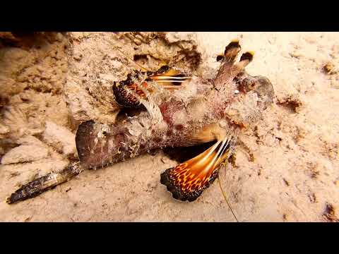 Res sea (08.03.2021)