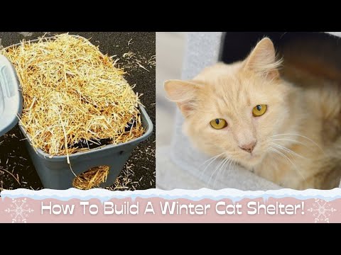 How to DIY a Winter Shelter for Feral Cats!