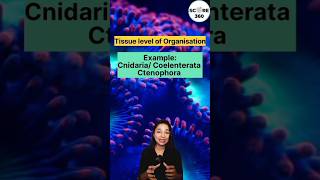 NEET 🎯 NCERT Rapid 🔥 Revision | Level of Organisation - Animal Kingdom Class 11 | NEET 2025