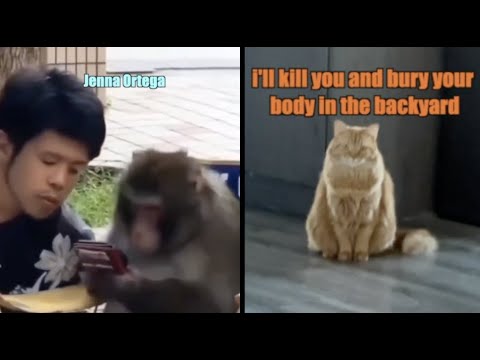 Jenna Orangatenga + An Evil Cat