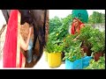 Buffalo Milking Video Village Style Buffalo Milking By Hand Kitchen Garden Videos ️