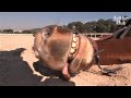 Lazy A** Horse Plays Dead Every Time You Ride | Kritter Klub