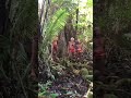 living deep in forest #short  #tribes #culture