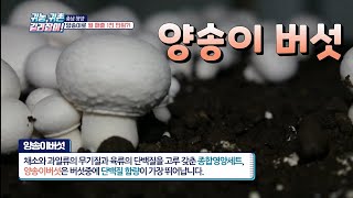 월 1,000만원 매출 양송이 버섯 농장 귀농귀촌