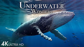 Underwater Wonders 4K -  Incredible Colorful Ocean Life | Marine Life | Scenic Relaxation Film