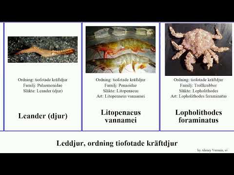 Leddjur, ordning tiofotade kräftdjur periclimenes cancer hummer platypus borealis arthropoda Shel
