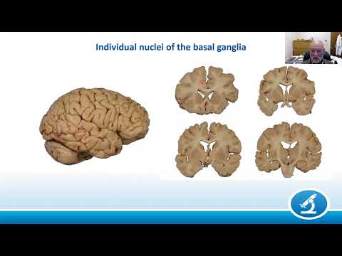 AANP Teaching Rounds - November 27, 2023 - Functional Neuroanatomy of the Basal Ganglia