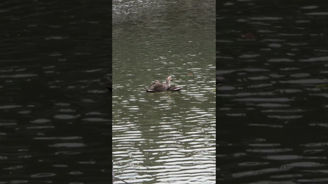 カルガモの求愛