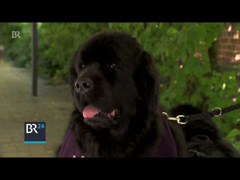 Wagner-Festspiele Bayreuth: Die beiden Hunde vom Grünen Hügel | BR24