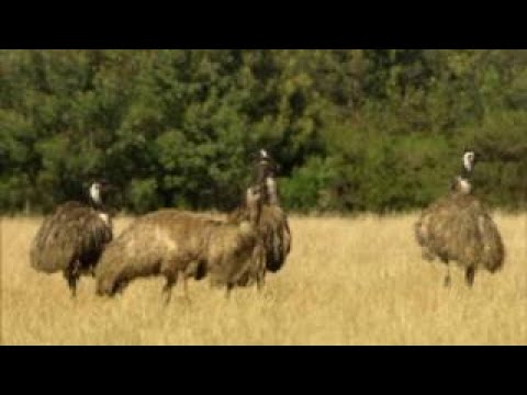 Wild Australia with Ray Mears S01E03 Bush