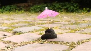 OMNIVOR / Friss Scheisse