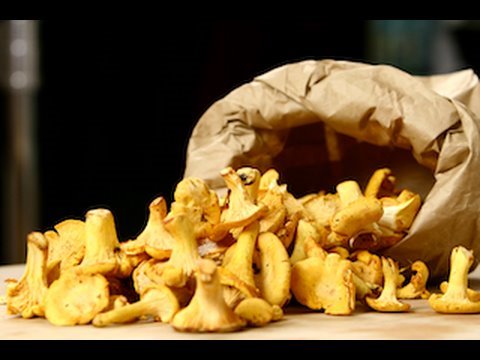 comment nettoyer et conserver les chanterelles