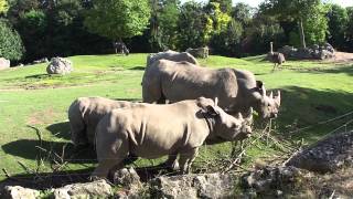 preview picture of video 'La tribu des rhinocéros du zoo de Beauval en août 2012 (HD)'
