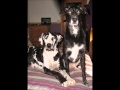 Rocky Ridge Refuge Rescues By Susan Eckley