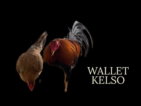 Single Mated WALLET KELSO #GamefowlBreeding