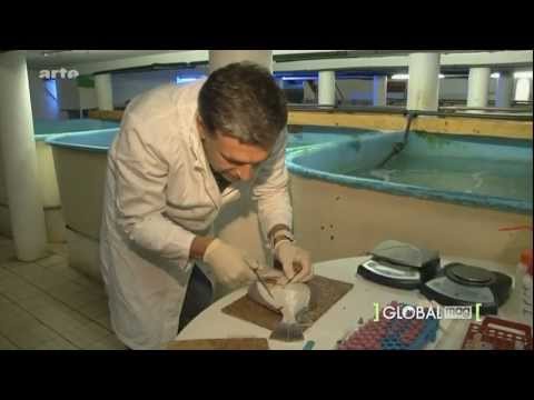 Systematischer Irrsinn - Feminisierung