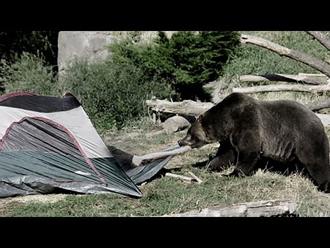 Grizzly Drags Woman From Tent & Eats Her in Yellowstone
