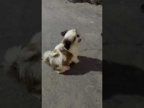 #shihtzu #dog #pets #doglover #shorts #viral #like #subscribe plz like& subscribe for more video