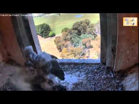 FalconCam Project,Aspro Really Wingersizing Wow,11/12.14