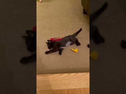 Video of adoptable pet named Brenna