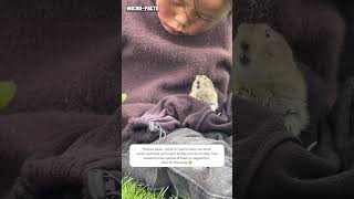 Download lagu Plateau pika #animals #microfacts mp3