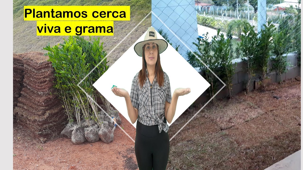 Como colocar a cerca viva Murta/dia de muito trabalho a gente não para!