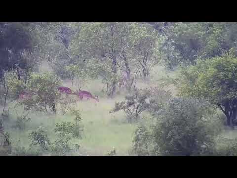Djuma: Hippo and Crocodile in the dam, Impalas and Waterbuck feeding - 07:00 - 02/26/2023