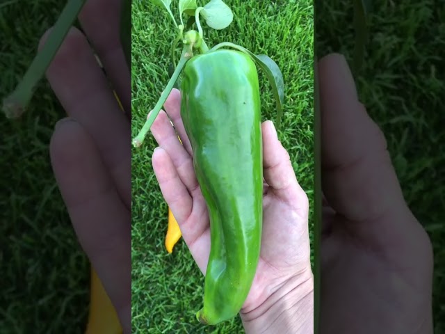 Стандарт поставки видео №1 Перец сладкий F1 Бивни Мамонта, смесь