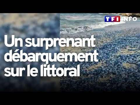 Des vélelles s'échouent en masse sur les plages italiennes