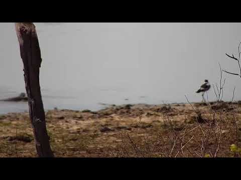 Djuma: Water Monitor Lizard and Blacksmith Lapwing - 10:54 - 09/25/21