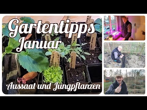 , title : 'Aussaat und Jungpflanzen 🌱 Gartentipps im Januar'