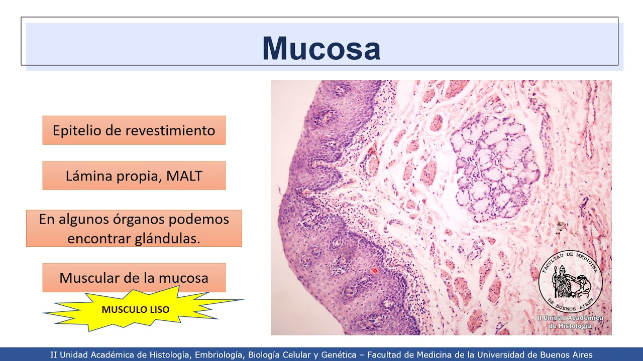 VIDEHISTO #37 | Sistema digestivo I - Estructura básica del tubo digestivo