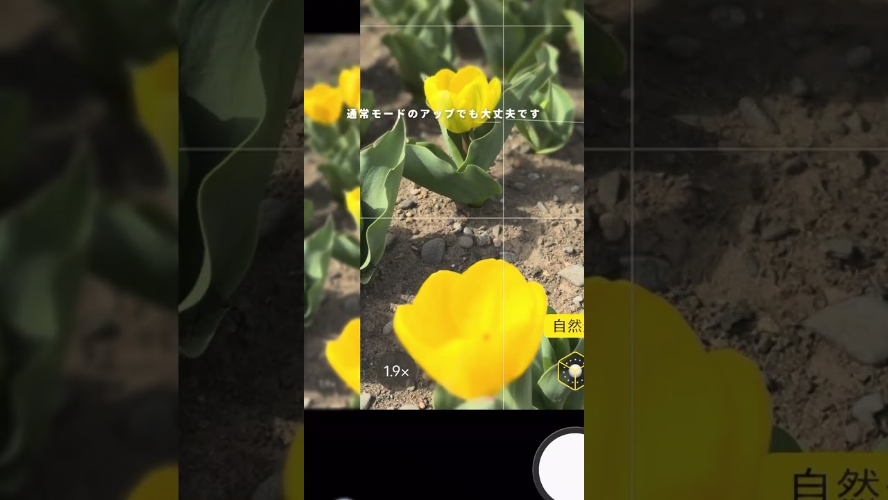 チューリップ畑で写真をおしゃれに撮る #iphone #購入品紹介