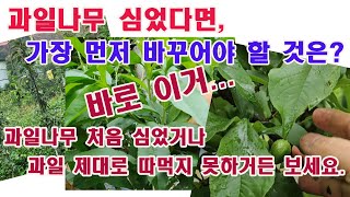 과일나무 심었다면 가장 먼저 바꾸어야 할 것은? 바로 이거... 과일나무 처음 심었거나 과일나무 심어놓고 제…
