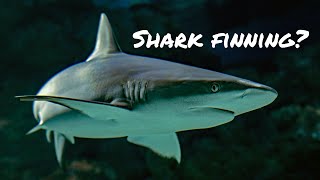 The ban of shark fin soup | Shark finning