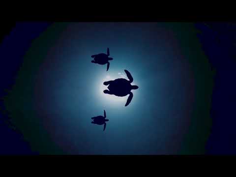 1 HR Bilateral Music Therapy - Relieve Stress, Anxiety, PTSD, Nervousness - EMDR, Brainspotting