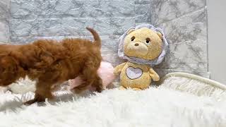 ハーフ犬の動画01