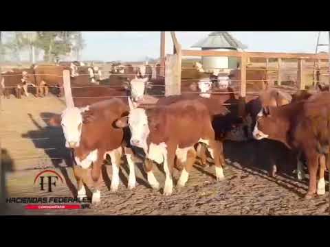Terneros/as en Arroyo Ceibal, Santa Fe