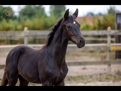 SOLD: Stallion 2022 - Bon Coeur x Farell