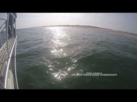 سمكة قرش بيضاء تهاجم عالما أمريكيا