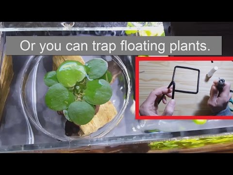 Let's Make - a Fish Feeding Station / Floating Plants Trap