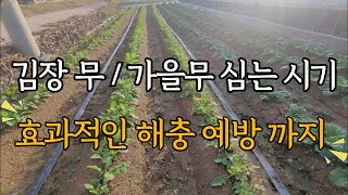 김장 무우 / 가을 무우 파종시기와 같이하면 효과적인 해충 예방방법