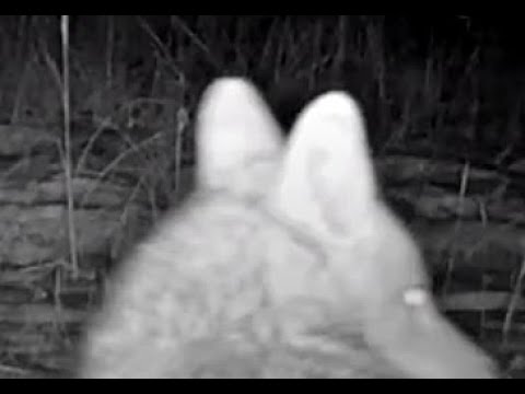 Coyote Sioux County Nebraska 1.7.21 1013pm