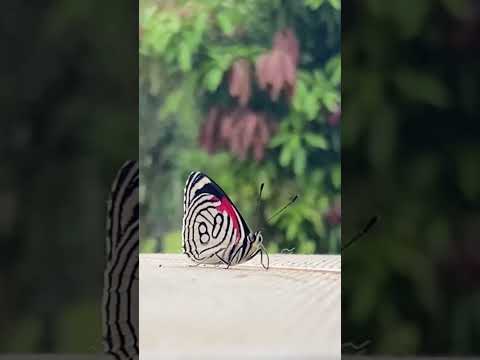 Borboleta anos 80 #borboletas #butterfly #polinizadores